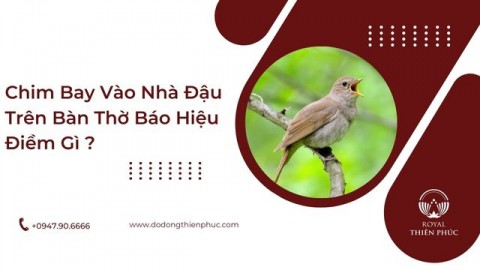 Chim Bay Vào Nhà Đậu Trên Bàn Thờ Báo Hiệu Điềm Gì?
