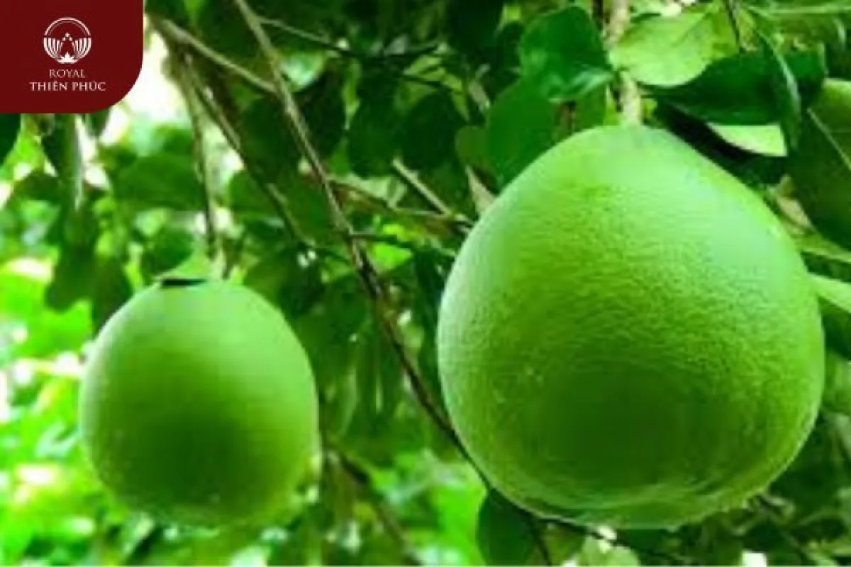 Ý nghĩa mâm ngũ quả cúng làm nhà? 5 loại trái cây cúng xây nhà 4 Ý nghĩa mâm ngũ quả cúng làm nhà? 5 loại trái cây cúng xây nhà